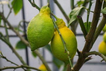 Cytryny na drzewie
