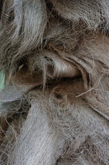 Włochata kora © Asfodel