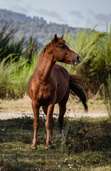 Naklejka na ściany i meble Brown horse on rural area. Vertical photography