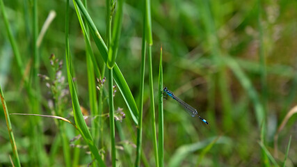 flower, kwiat, Sommer, lato , colori, macro, natura, łąka