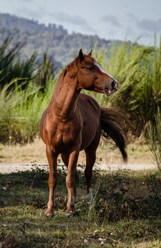 Brown horse on rural area. Vertical photography