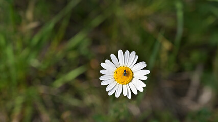 flower, kwiat, Sommer, lato , colori, macro, natura, łąka © Romek