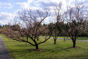 Drzewa owocowe wiosną