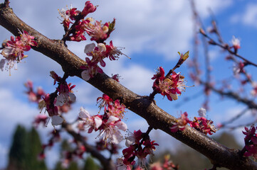 Drzewa owocowe wiosną - obrazy, fototapety, plakaty