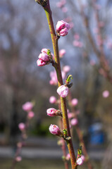 Drzewa owocowe wiosną - obrazy, fototapety, plakaty
