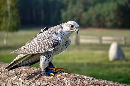 Gerfalke ( Falco rusticolus ).