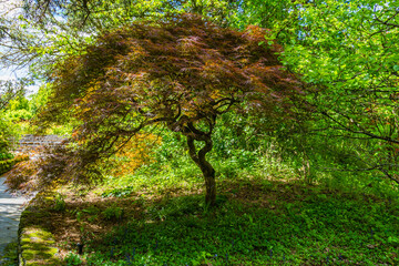 South Seattle Arboretum Maple