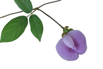 close up, spurred butterfly pea flower  on  isolated  white background