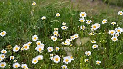 flower, kwiat, Sommer, lato , colori, macro, natura, łąka © Romek
