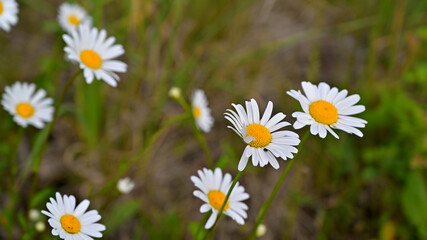 flower, kwiat, Sommer, lato , colori, macro, natura, łąka © Romek