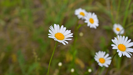 flower, kwiat, Sommer, lato , colori, macro, natura, łąka © Romek