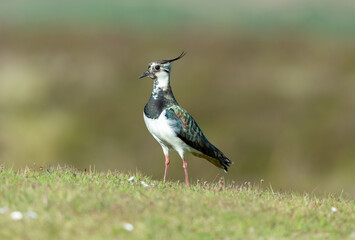 Lapwing in Springtime, with beautiful plumage and crest, facing left in natural moorland habitat.  Clean background.  Scientific name: Vanellus vanellus.  Horizontal.  Space for copy.