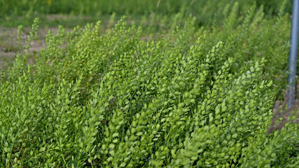 FLOWER,TREE,PLANTS,ANIMALS, LANDSCAPE