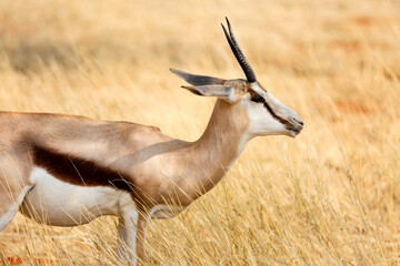 Wild African animals. Springboks (medium sized antelope) in Etosha National Park. Namibia