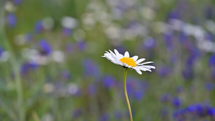 flower, kwiat, Sommer, lato , colori, macro, natura, łąka © Romek