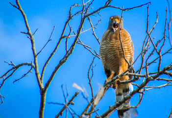 Hawk, bird of prey