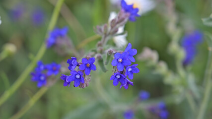 flower, kwiat, Sommer, lato , colori, macro, natura, łąka © Romek