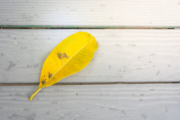 yellow tai ben leaves on wooden floor