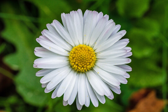 white daisy flower in full bloom growing in grass on a sunny day
