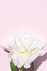 close up of light pink peony flower head on a pastel pink background