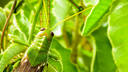 grasshopper, in the green background, feeding
