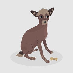 Chinese Crested Dog. A cute little pet is sitting on the floor with a bone.