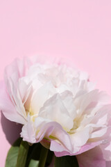 close up of light pink peony flower head on a pastel pink background