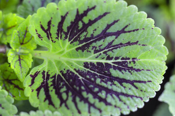 Red and green leaves of the coleus plant, Plectranthus scutellarioides