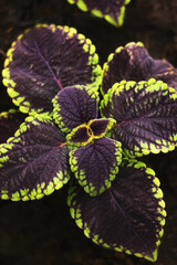 Red and green leaves of the coleus plant, Plectranthus scutellarioides