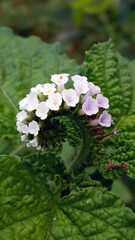 Closeup view of Heliotropium indicum, commonly known as Indian heliotrope or Indian turnsole