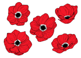 Set of flowers red anemons, hand-drawn illustration