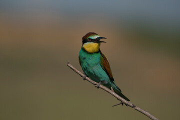 European Bee-eater (Merops apiaster9) perched on a dry tree branch