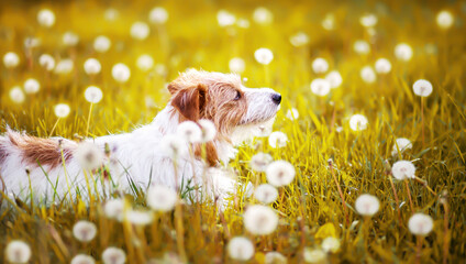 Happy healthy white small breed pet dog looking in the grass with dandelion blowball flowers. Spring, summer banner.