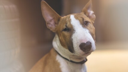 Portrait of an English bull terrier in close-up. An English bull terrier looks at the camera.	
