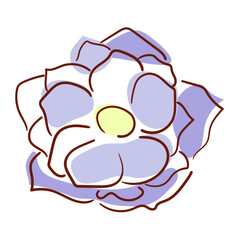 Flower hellebore line art in minimalism style