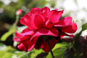 Rosa fuxia con contorni più scuri