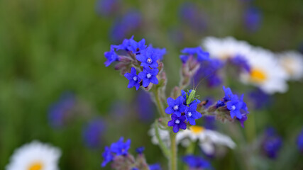flower, kwiat, Sommer, lato , colori, macro, natura, łąka © Romek