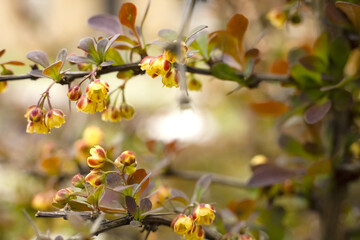 Floral abstract defocus background with yellow flowers, green leaves and copy space. Autumn background.