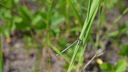 flower, kwiat, Sommer, lato , colori, macro, natura, łąka © Romek