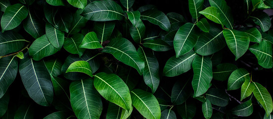 Fresh green leaves background, Overlay fresh leaf pattern, Natural foliage textured and background