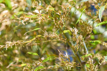 bamboo flower, Bamboo forest background
