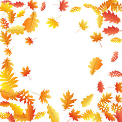 Oak, maple, wild ash rowan leaves vector, autumn foliage on white background.