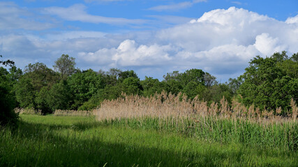 flower, kwiat, Sommer, lato , colori, macro, natura, łąka © Romek