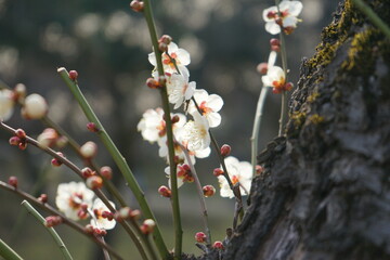 Beautiful white Japanese apricot 