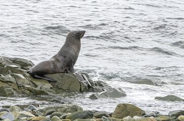 Antarktischer Seeb&auml;r (Arctocephalus gazella) auf den S&uuml;d-Shettland-Inseln vor der Antarktis
