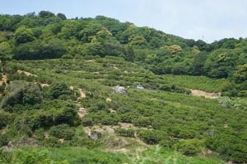 Fototapeta na wymiar landscape of countryside of Japan