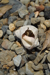 seashells on the beach