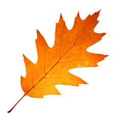 orange fallen leaf isolated on white background close-up