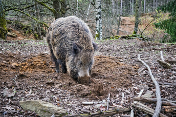 Wildschwein ( Sus scrofa ).