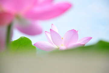 Fototapeta premium pink lotus flower